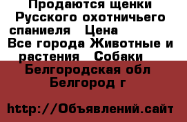 Продаются щенки Русского охотничьего спаниеля › Цена ­ 25 000 - Все города Животные и растения » Собаки   . Белгородская обл.,Белгород г.